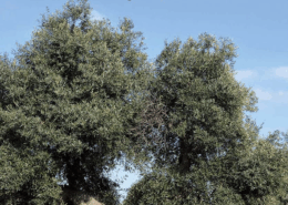 Le piante immunizzate di Ruggero Osler